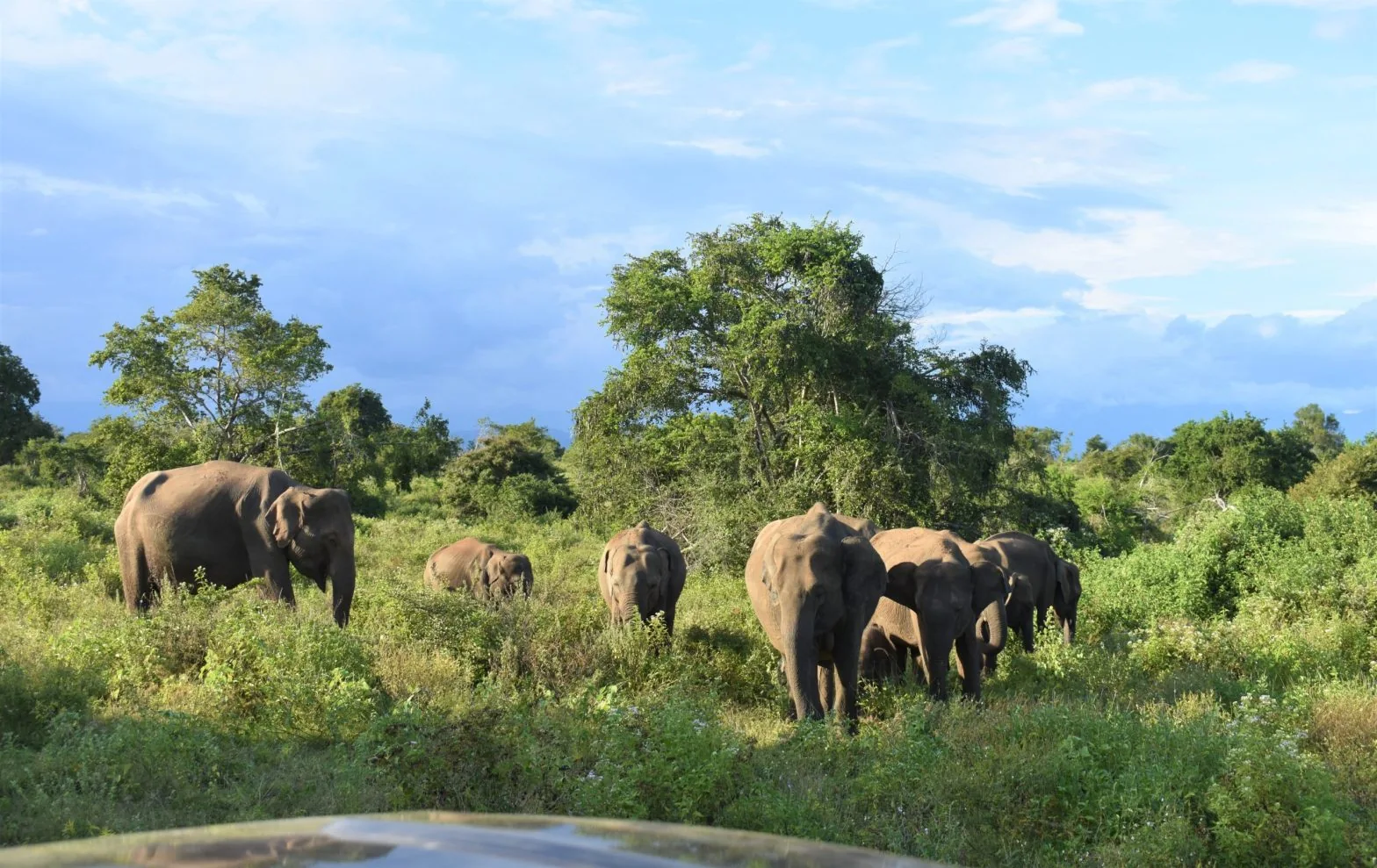 Udawalawe nationalpark