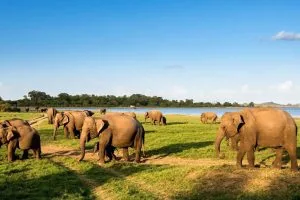 Minneriya nationalpark