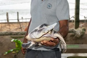 Sköldpaddskläckeri på Sri Lanka