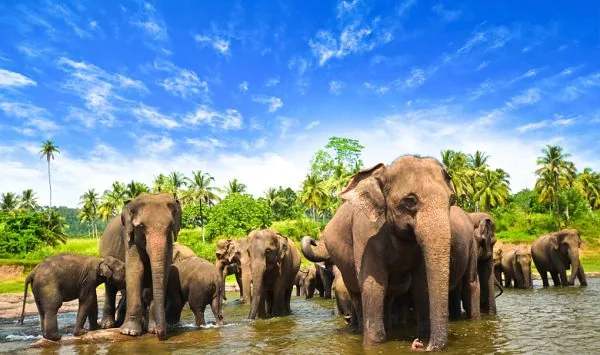 Sri Lanka – Discover Sri Lanka: 4-day cultural and coastal tour